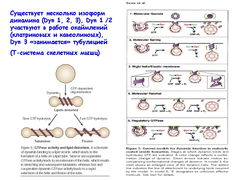 Существует несколько изоформ динамина (Dyn 1, 2, 3), Dyn 1 /2 участвуют в работе